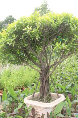 Bebek odasında satılmak üzere olan incir bitkileri nakit mahsuldür. Havanızı temizleyen düşük bakım bitkisi ruhunuzu rahatlatır. Formaldehit ve ksilen çıkarılıyor.