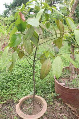 Kreşteki kadife elmalı meyve fideleri nakit mahsullerdir. kalsiyum, potasyum, vitaminler A, C, B-kompleks vitaminler, demir, diyet lifi, protein, antiinflamatuar özellikler