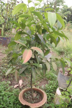 Kreşteki kadife elmalı meyve fideleri nakit mahsullerdir. kalsiyum, potasyum, vitaminler A, C, B-kompleks vitaminler, demir, diyet lifi, protein, antiinflamatuar özellikler