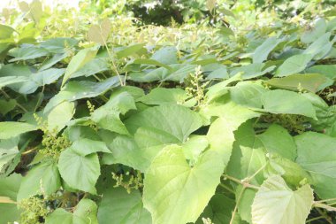 Vitis pseudoreticulata ormandaki tıbbi bitki. Cilt koruma, kondisyon bileşenleri. Antiseboreik, antimikrobik, antioksidan içerikleri var. tohum yağı bir embriyo olarak kullanılabilir