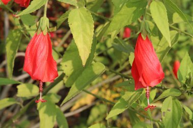 Kreşteki balmumu çiçekleri satmak için nakit mahsuldür. Ağız, boğaz tahrişi, kuru öksürük, bronşit, mide, mesane şikayetleri, yaralar.