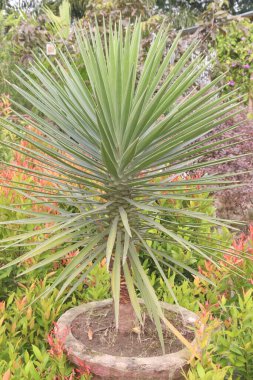 Yucca aloifolia yaprağı bitkisi satılık. Nakit mahsuller. osteoartrit, yüksek kan basıncı, migren ağrısı, kolit, yüksek kolesterol, mide, diyabet, düşük dolaşım, karaciğer