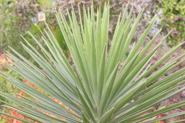 Yucca aloifolia yaprağı bitkisi satılık. Nakit mahsuller. osteoartrit, yüksek kan basıncı, migren ağrısı, kolit, yüksek kolesterol, mide, diyabet, düşük dolaşım, karaciğer