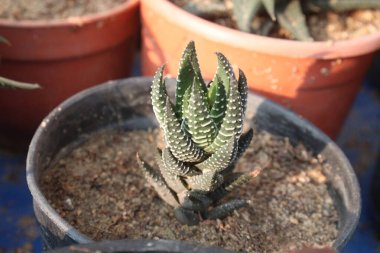 Zebra haworthia yaprağı ot üzerinde fidanlık satışı nakit mahsuldür.