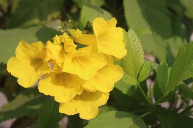 Çiftlikteki sarı yaşlı çiçek ekinleri nakit mahsulleridir.