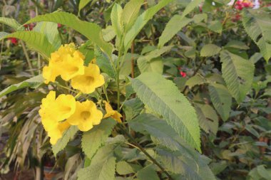 Çiftlikteki sarı yaşlı çiçek ekinleri nakit mahsulleridir.