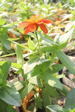 Çocuk odasındaki Zinnia angustifolia çiçek bitkisi nakit mahsulleri. Tozlaştırıcıları çeker. Kuraklığa dayanıklı, çevre dostu, farklı iklimlerde dayanıklı, canlı renkler, düşük bakım