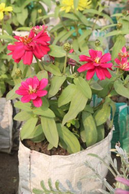 Zinnia angustifolia flower plant on nursery for sell are cash crops. Attracts pollinators. drought tolerant, Eco friendly, resilient in diverse climates, Vibrant colors, low maintenance clipart