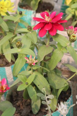 Çocuk odasındaki Zinnia angustifolia çiçek bitkisi nakit mahsulleri. Tozlaştırıcıları çeker. Kuraklığa dayanıklı, çevre dostu, farklı iklimlerde dayanıklı, canlı renkler, düşük bakım