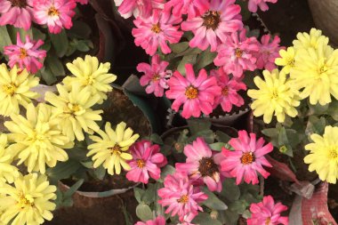 Zinnia angustifolia flower plant on nursery for sell are cash crops. Attracts pollinators. drought tolerant, Eco friendly, resilient in diverse climates, Vibrant colors, low maintenance clipart