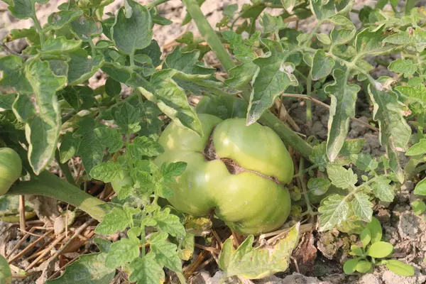 Çiftlikteki ağaçtaki lezzetli ve sağlıklı çiğ domatesler hasat için nakit mahsulleridir.