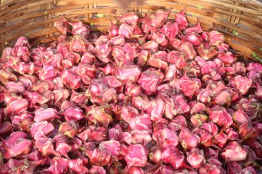 Su Kestanesi Trapa natan meyveleri satışta nakit ürünleridir.Şeker, lif, B vitamini, potasyum, bakır, manganez, protein, alerji, el, ishal, karın ağrısı gibi hastalıkları tedavi edebilir.