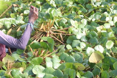 Water Chestnut tree with fruit, farmer on farm for sell are cash crops.have sugars, fiber, vitamin B, potassium, copper, manganese, protein.can treat allergies, swelling of hands, diarrhea, abdominal clipart