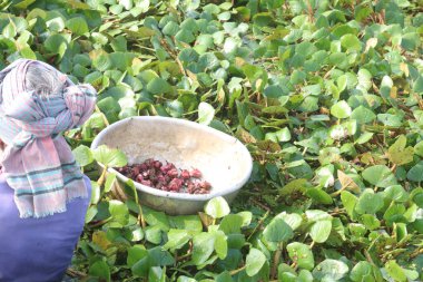 Meyveli su kestanesi ağacı, tarlada satılan çiftçiler nakit ürünleridir. Şeker, lif, B vitamini, potasyum, bakır, manganez, protein. Alerjileri tedavi edebilir, ellerde şişkinlik, ishal, abdominal.