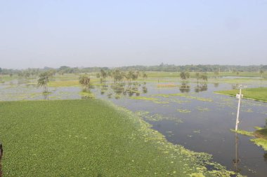 Hasat için su kestanesi ağacı çiftliği nakit ürünleridir.Şeker, lif, B vitamini, potasyum, bakır, manganez, protein. Alerjileri tedavi edebilir, el, ayak, ishal, abdominal