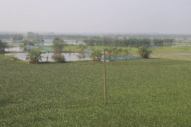 Hasat için su kestanesi ağacı çiftliği nakit ürünleridir.Şeker, lif, B vitamini, potasyum, bakır, manganez, protein. Alerjileri tedavi edebilir, el, ayak, ishal, abdominal