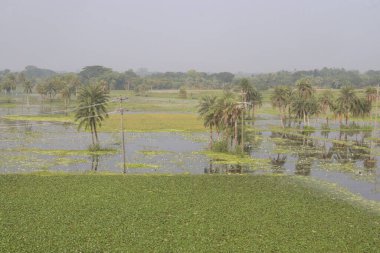Hasat için su kestanesi ağacı çiftliği nakit ürünleridir.Şeker, lif, B vitamini, potasyum, bakır, manganez, protein. Alerjileri tedavi edebilir, el, ayak, ishal, abdominal