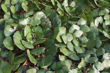 Water Chestnut tree plant on farm for harvest are cash crops.have sugars, fiber, vitamin B, potassium, copper, manganese, protein.can treat allergies, swelling of hands, feet, diarrhea, abdominal clipart