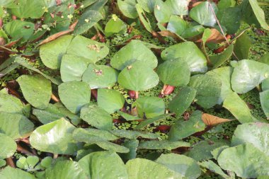 Hasat için çiftlikte bulunan su kestanesi ağacı nakit mahsulüdür. Şeker, lif, B vitamini, potasyum, bakır, manganez, protein. Alerjileri tedavi edebilir, el, ayak, ishal, abdominal.