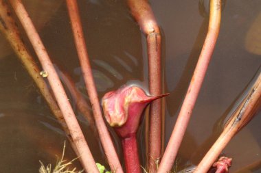 Hasat için çiftlikte bulunan su kestanesi ağacı nakit mahsulüdür. Şeker, lif, B vitamini, potasyum, bakır, manganez, protein. Alerjileri tedavi edebilir, el, ayak, ishal, abdominal.