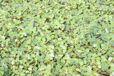 Hasat için çiftlikte bulunan su kestanesi ağacı nakit mahsulüdür. Şeker, lif, B vitamini, potasyum, bakır, manganez, protein. Alerjileri tedavi edebilir, el, ayak, ishal, abdominal.