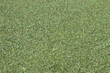 Hasat için çiftlikte bulunan su kestanesi ağacı nakit mahsulüdür. Şeker, lif, B vitamini, potasyum, bakır, manganez, protein. Alerjileri tedavi edebilir, el, ayak, ishal, abdominal.