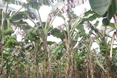 Hasat için ağaçtaki çiğ muz tohumu, nakit ürünlerinin besin değeri vardır, muz yemek ise sağlığa iyi gelirken, muz yemek kan basıncını düşürebilir ve kanser riskini azaltabilir.