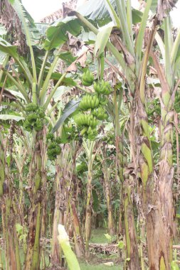 Raw Bananas bunch on tree in farm for harvest are cash crops have nutrients, While bananas can be good for health, Eating bananas can help lower blood pressure and may reduce the risk of cancer clipart