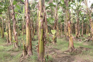 Hasat için ağaçtaki çiğ muz tohumu, nakit ürünlerinin besin değeri vardır, muz yemek ise sağlığa iyi gelirken, muz yemek kan basıncını düşürebilir ve kanser riskini azaltabilir.