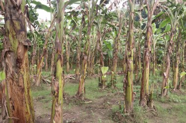 Raw Bananas bunch on tree in farm for harvest are cash crops have nutrients, While bananas can be good for health, Eating bananas can help lower blood pressure and may reduce the risk of cancer clipart