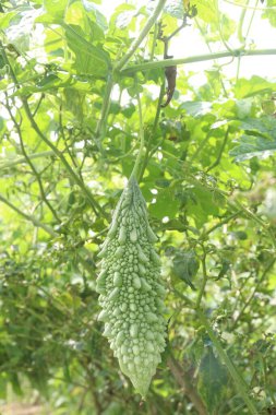 Hasat için çiftlikteki ağaçtaki acı kavun nakit mahsulüdür. Antibakteriyel, antiviral. Kanser, ülser, sıtma, ağrı, iltihap, sedef, disslipidemi ve hipertansiyonu tedavi edin.