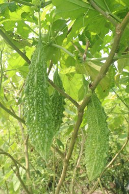 Hasat için çiftlikteki ağaçtaki acı kavun nakit mahsulüdür. Antibakteriyel, antiviral. Kanser, ülser, sıtma, ağrı, iltihap, sedef, disslipidemi ve hipertansiyonu tedavi edin.
