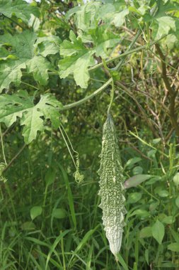 Bitter melon on tree in the farm for harvest are cash crops. have antibacterial, antiviral. treat cancer, ulcer, malaria, pain, inflammation, psoriasis, dyslipidemia, and hypertension clipart