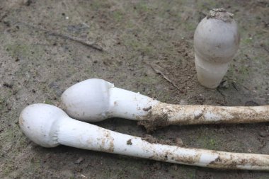 Calvatia cyathiformis plant on field. or purple spored puffball, is a large edible saprobic species of Calvatia. This terrestrial puffball has purplish or purple-brown spores clipart