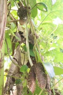 dioscorea alata purple yam on plant in farm for harvest are cash crops. treat diabetes and obesity, sore throat, goiter, gastric cancer and carcinoma of rectum clipart