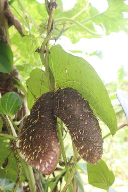 dioscorea alata purple yam on plant in farm for harvest are cash crops. treat diabetes and obesity, sore throat, goiter, gastric cancer and carcinoma of rectum clipart