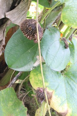 dioscorea alata purple yam on plant in farm for harvest are cash crops. treat diabetes and obesity, sore throat, goiter, gastric cancer and carcinoma of rectum clipart