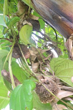 Çiftlikteki bitki üzerindeki dioskorea alata mor yer elması hasat için nakit mahsuldür. Diyabet ve obeziteyi tedavi etmek, boğaz ağrısı, guatr, mide kanseri ve rektum kanseri tedavisi