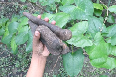 dioscorea alata purple yam on plant in farm for harvest are cash crops. treat diabetes and obesity, sore throat, goiter, gastric cancer and carcinoma of rectum clipart