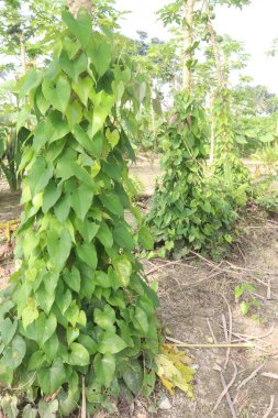 dioscorea alata purple yam plant on farm for harvest are cash crops. treat diabetes and obesity, sore throat, goiter, gastric cancer and carcinoma of rectum clipart