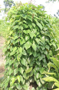 dioscorea alata purple yam plant on farm for harvest are cash crops. treat diabetes and obesity, sore throat, goiter, gastric cancer and carcinoma of rectum clipart