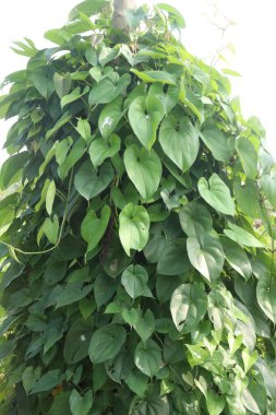 dioscorea alata purple yam plant on farm for harvest are cash crops. treat diabetes and obesity, sore throat, goiter, gastric cancer and carcinoma of rectum clipart