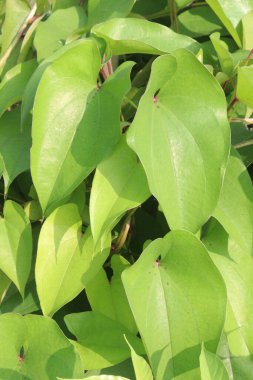 Çiftlikteki dioskorea alata mor yer elması bitkisi hasat için nakit mahsuldür. Diyabet ve obeziteyi tedavi etmek, boğaz ağrısı, guatr, mide kanseri ve rektum kanseri tedavisi