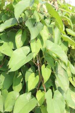 Çiftlikteki dioskorea alata mor yer elması bitkisi hasat için nakit mahsuldür. Diyabet ve obeziteyi tedavi etmek, boğaz ağrısı, guatr, mide kanseri ve rektum kanseri tedavisi