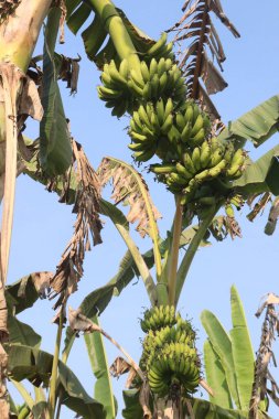 Raw Bananas bunch on farm for harvest are cash crops. have nutrients, While bananas can be good for health, Eating bananas can help lower blood pressure and may reduce the risk of cancer clipart