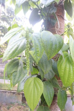 Black pepper plant on farm for harvest are cash crops. have antioxidants, Anti-inflammatory, anti-inflammatory properties. boost brain function.improve blood sugar control. help lower cholesterol clipart