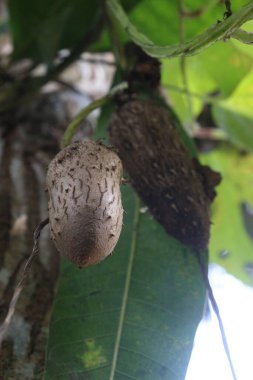 Dioscorea bulbifera plant on farm for harvest are cash crops. treat diabetes and obesity, sore throat, goiter, gastric cancer and carcinoma of rectum clipart