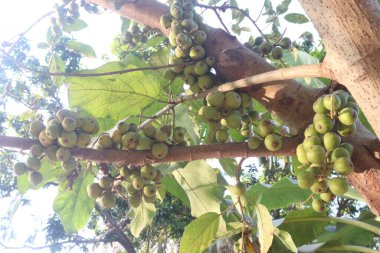 Ormandaki ağaçta ficus nota. İnsanlar için yenebilir, genellikle şeker ve kremayla yenirler. Sebze olarak yenen yapraklar. Ateşin tedavisi, kas ağrısı, idrar yolu enfeksiyonları, yüksek tansiyon, diyabet.