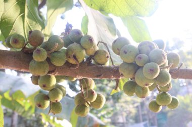 Ficus nota on tree in jungle. edible to humans, They are usually eaten with sugar & cream. leaves eaten as a vegetable.treatment of fever, muscle pain, urinary tract infections, hypertension, diabetes clipart