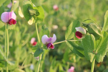 Field pea plant on farm for harvest are cash crops. can reduce fat and add fiber to your diet, are full of nutrients and low in fat and calories clipart